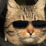 A cat in black glasses symbolizes a person who has turned on the invisible mode on VKontakte